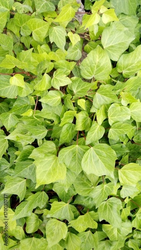 Green leafs