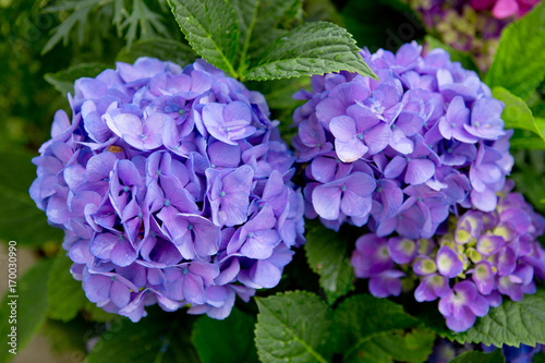 Fototapeta Naklejka Na Ścianę i Meble -  Blue Hydrangeas background.