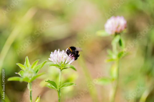 Happy bumblebee © Florian