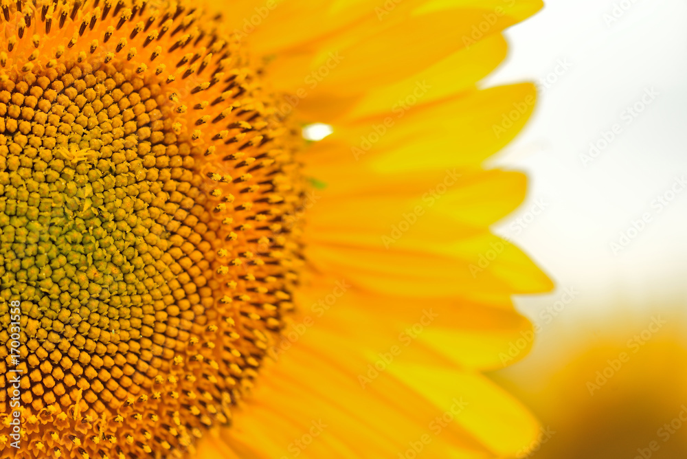Sunflower close up. Bright yellow sunflowers. Sunflower background. Sunflower close up. Bright yellow sunflowers. Sunflower background.
