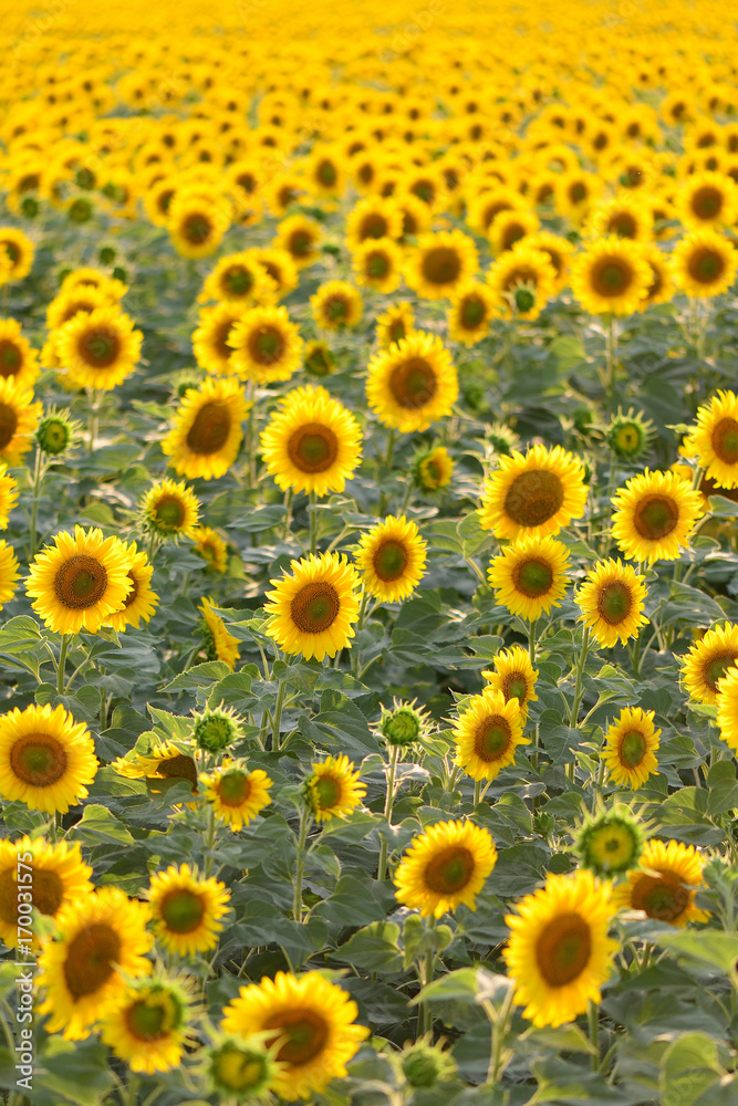 field of blooming sunflowers on a background sunset, summer landscape field of blooming sunflowers on a background sunset, summer landscape