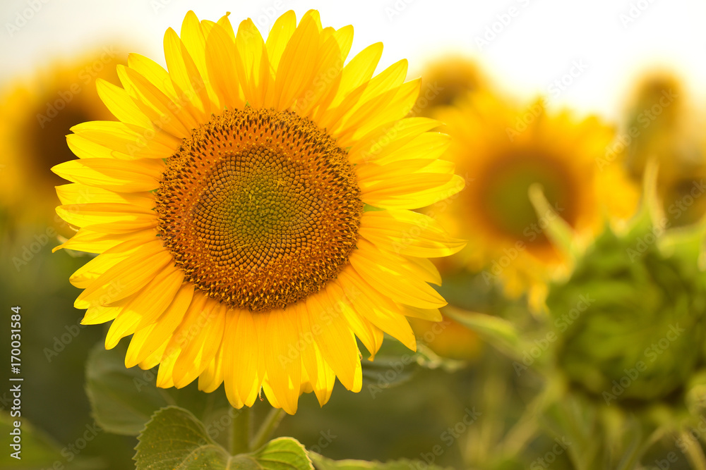 Obraz premium field of blooming sunflowers on a background sunset, summer landscape