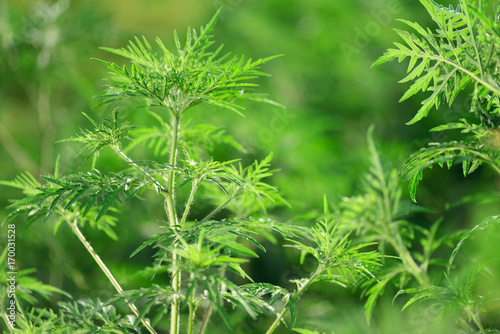 Cuadro en lienzo Ragweed-Ambrosia artemisiifolia, allergy