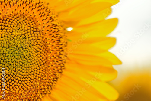 Sunflower close up. Bright yellow sunflowers. Sunflower background.