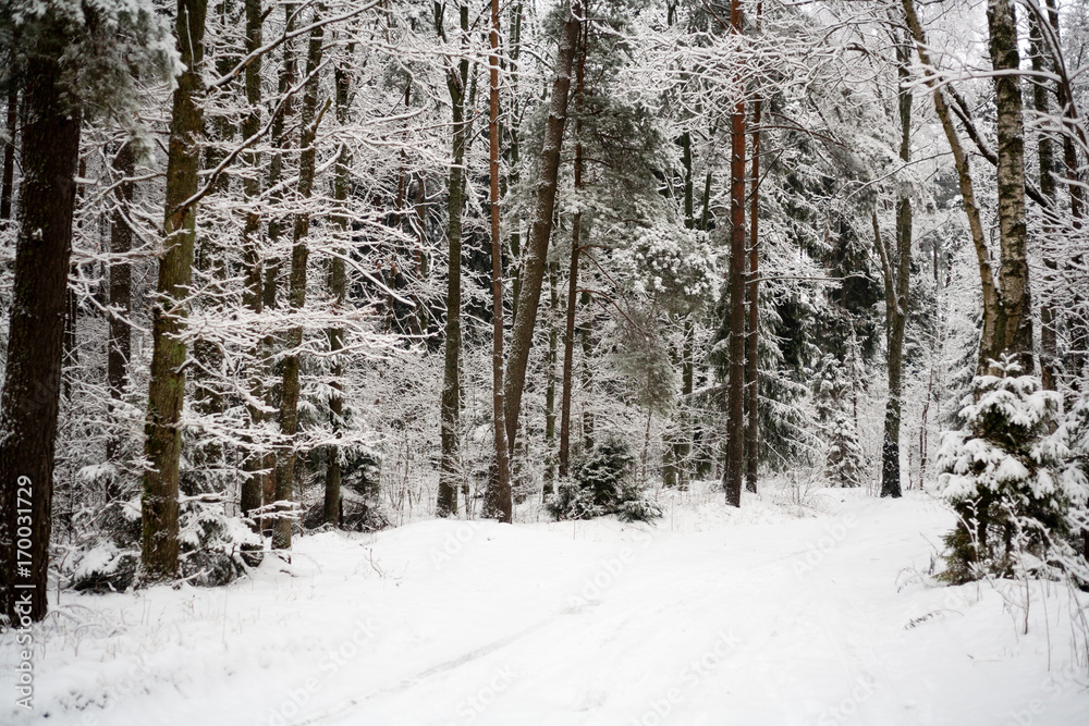 Fototapeta premium Pine trees covered with snow on frosty day. Beautiful winter panorama. Road through frozen forest with snow