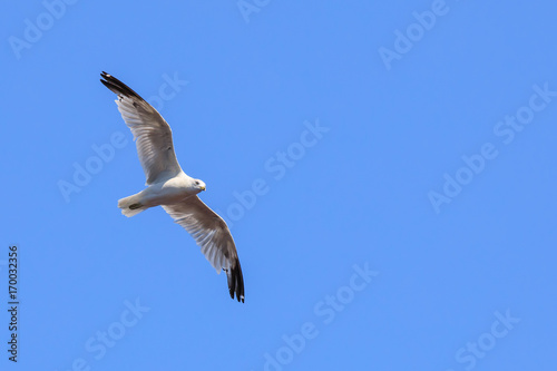 flying seagull (laridae)