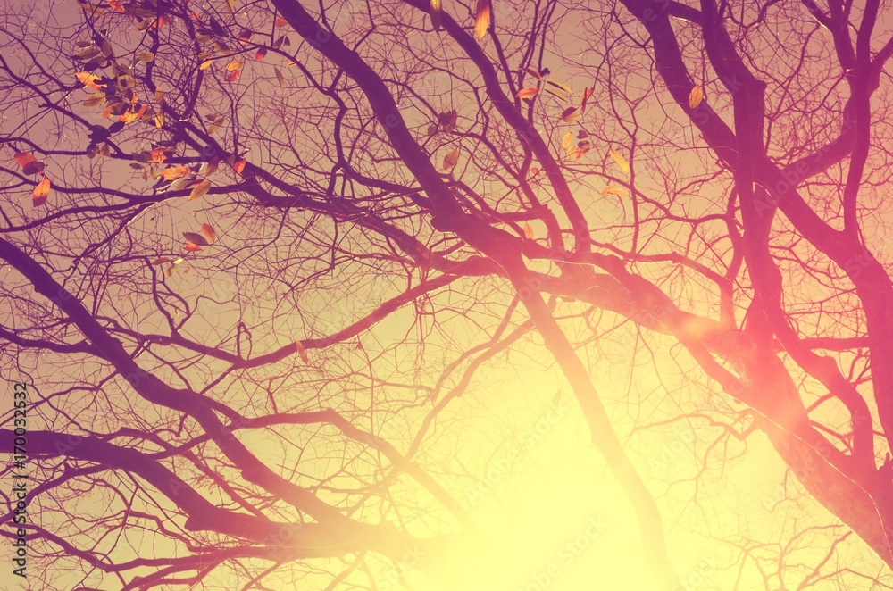 Obraz premium Nature autumn tree branch on sky abstract background.
