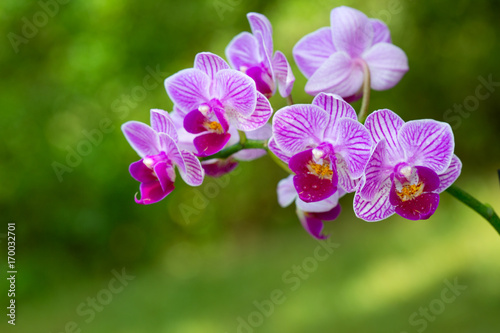Fototapeta Naklejka Na Ścianę i Meble -  Pink orchid with water drops isolated.