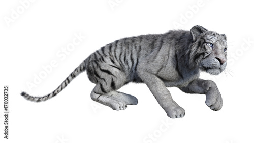 Fototapeta Naklejka Na Ścianę i Meble -  3D Rendering White Tiger on White