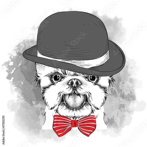 Image Portrait of dog in the hat, cravat and glasses. Yorkshire Terrier. Vector illustration.