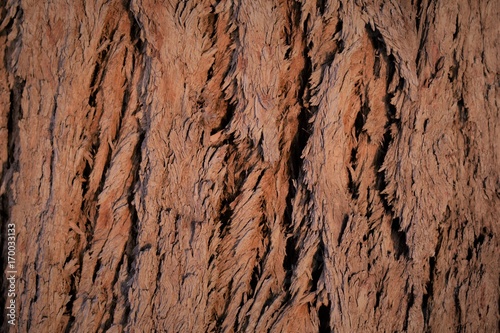 Bark of tree, natural saturated background.