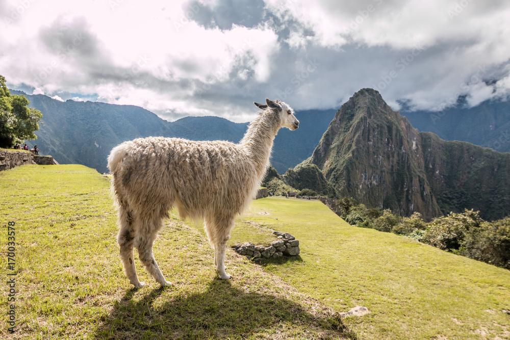 Naklejka premium Llama in Machu Picchu