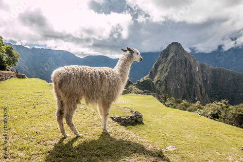 Llama in Machu Picchu  photo