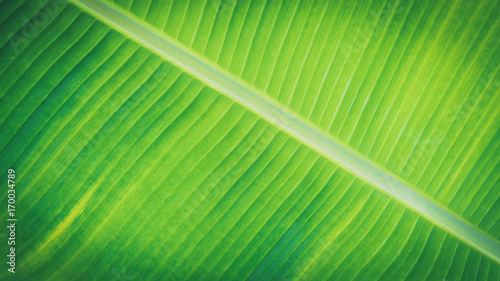 Close up green banana leaf texture background.