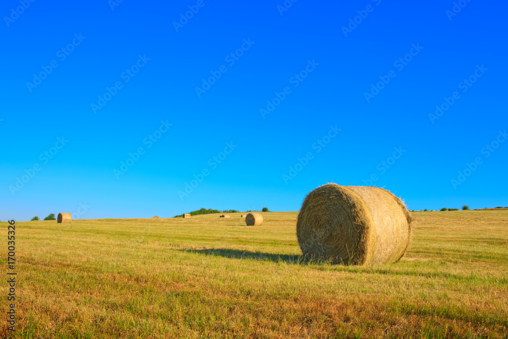 Hay bales in the suni day.