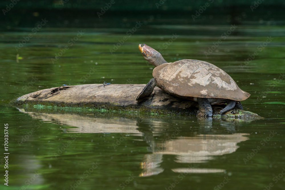 Obraz premium Wasserschildkröte am Lago Sandoval, Peruanischer Amazonas