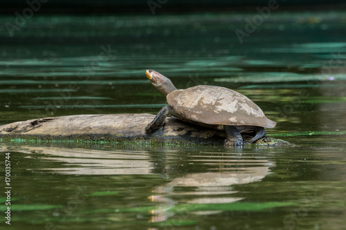 Wasserschildkröte am Lago Sandoval, Peruanischer Amazonas