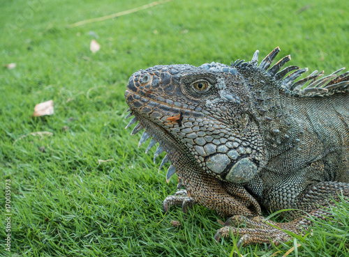 Leguan im Parque de las Iguanas  Guayaquil