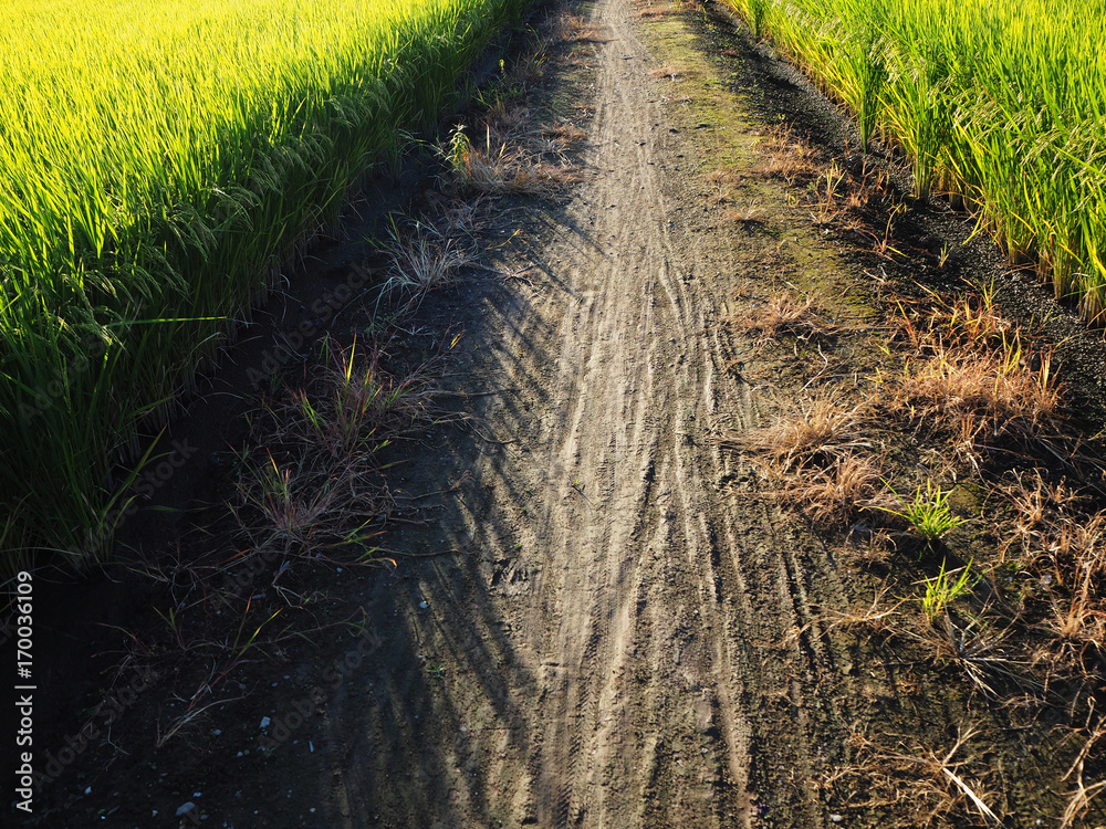 Obraz premium 田んぼの間の道