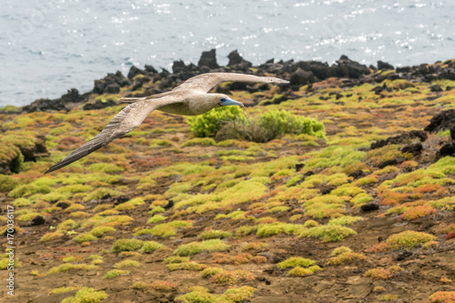 Fliegender Rotfusstölpel bei Punta Pitt an der Nordküste von Isla San Cristobal, Galapagos