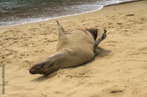 Spielender Galapagos-Seelöwe in der Bucht von Punta Pitt an der Nordküste von Isla San Cristobal, Galapagos photo