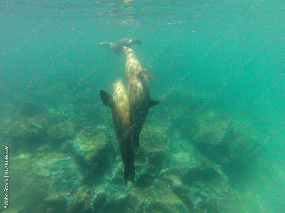 Fototapeta premium Schnorcheln mit jungen, neugierigen Galapagos-Seelöwen, Isla Lobos, Galapagos