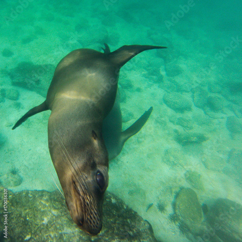 Schnorcheln mit jungen, neugierigen Galapagos-Seelöwen, Isla Lobos, Galapagos