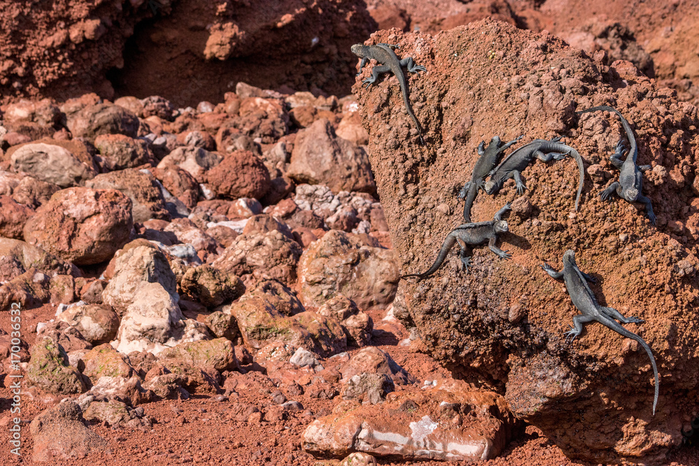 Fototapeta premium Junge Meerechsen am roten Strand von Rabida, Galapagos