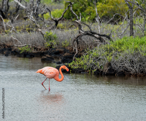 Kubaflamingo in See bei Cerro Dragon, Isla Santa Cruz, Galapagos