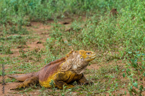 Gelber Landleguan bei Cerro Dragon, Isla Santa Cruz, Galapagos