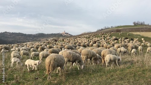 flock of sheep