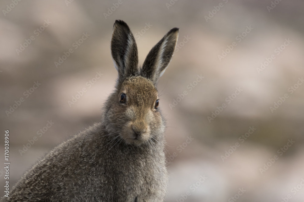 mountain hare