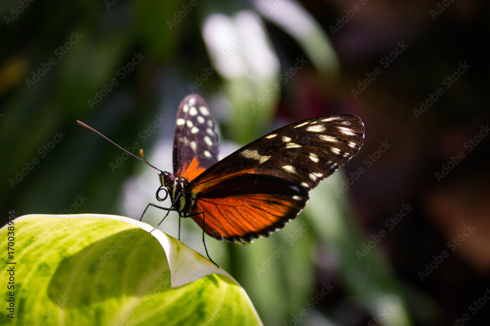 Butterfly House Butterfly House