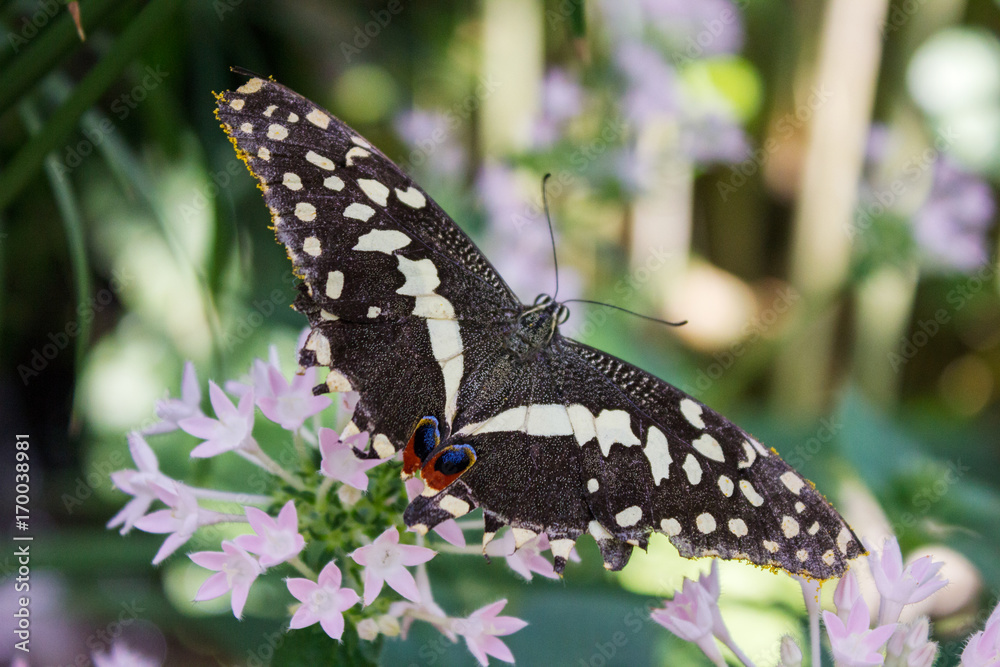 Fototapeta premium Black White Butterfly