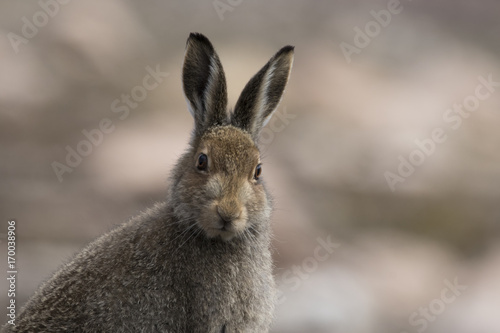 Obraz na płótnie mountain hare w salonie