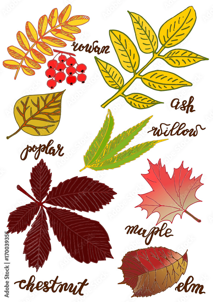 Leaves Trees Names Black White Drawing Stock Vector (Royalty Free)  2209534519 | Shutterstock