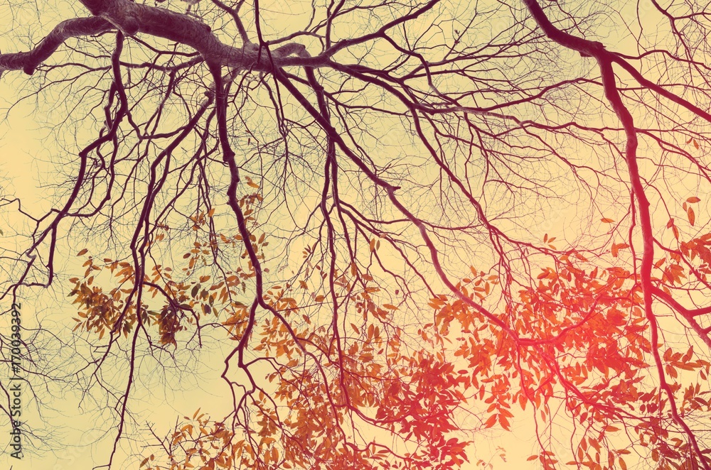 Nature autumn tree branch on sky abstract background.