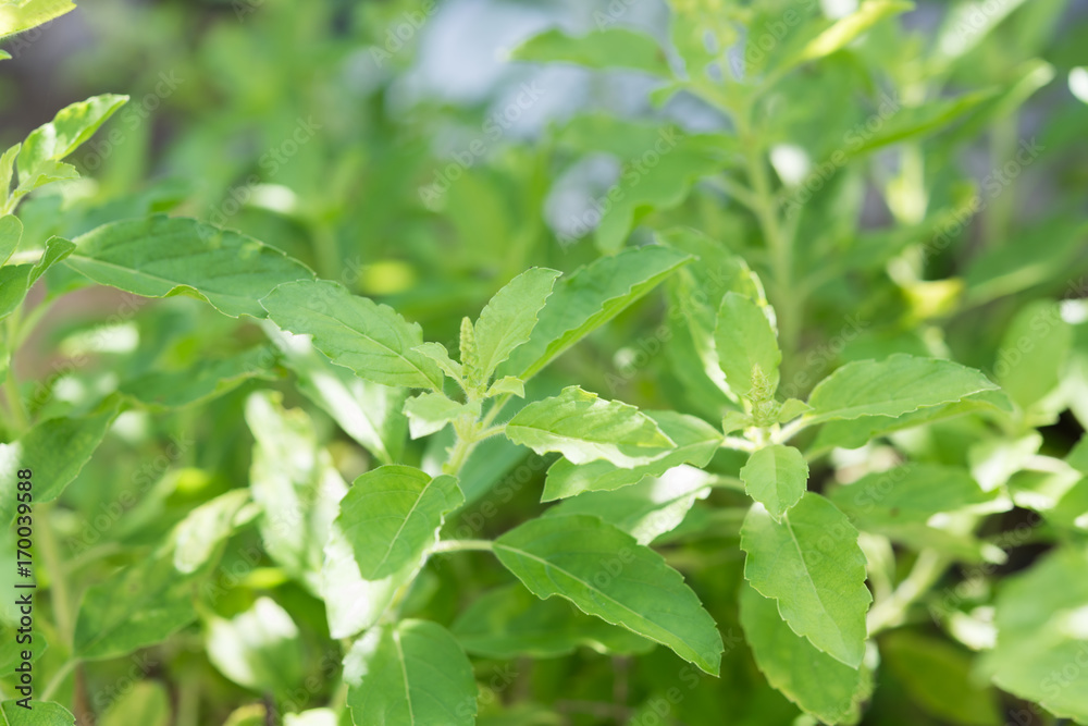 Holy basil,Ocimum sanctum in green garden background,useful for Thai herbs,spices and food ingredient Holy basil,Ocimum sanctum in green garden background,useful for Thai herbs,spices and food ingredient