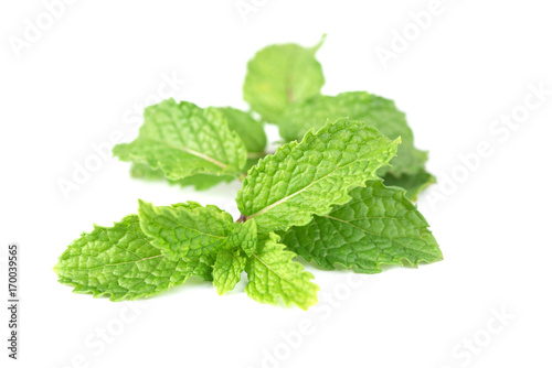 Fresh green mint branch isolated on white background