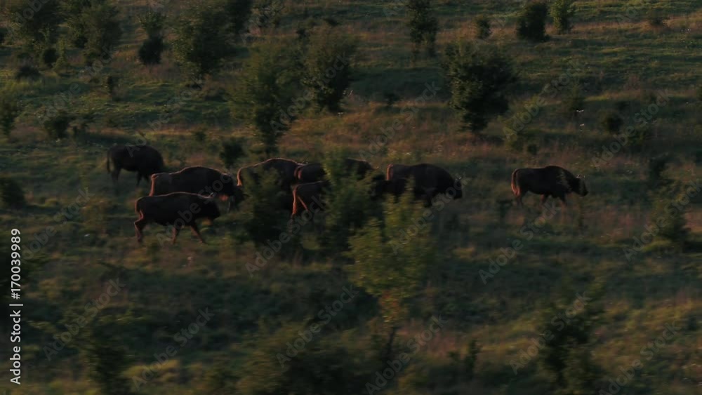 Bison, wildlife, travel, nature, animals, landscape, czech republic, native, drone, mammals Bison, wildlife, travel, nature, animals, landscape, czech republic, native, drone, mammals