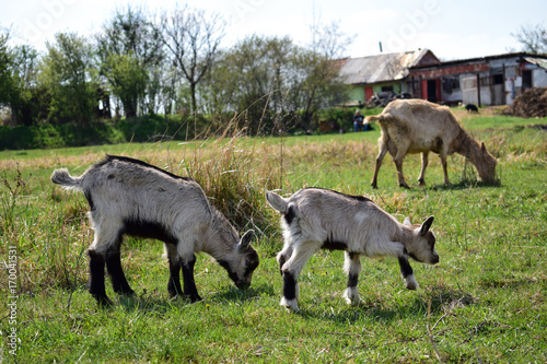 Three cute goats on the beautiful meadow