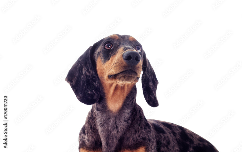 A portrait of a dachshund dog looks