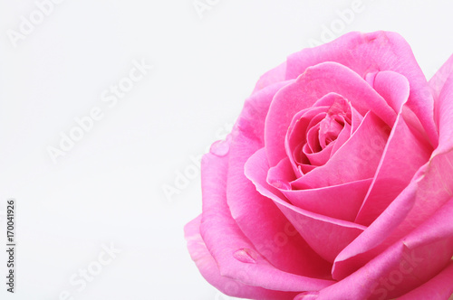 Close up of pink rose heart