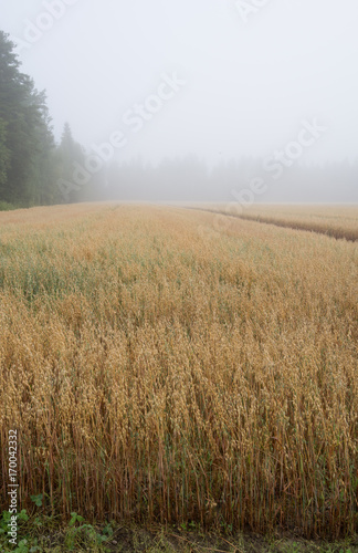 Fields at fog
