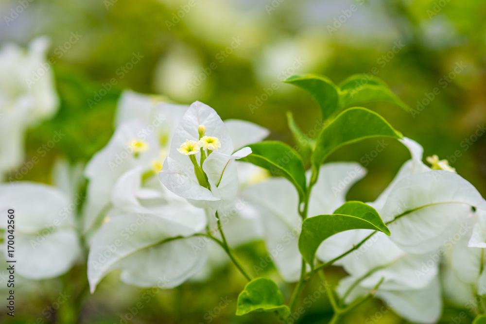 White paper flower, close-up White paper flower, close-up