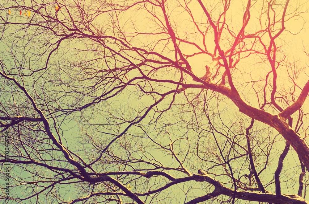 Nature autumn tree branch on sky abstract background. Nature autumn tree branch on sky abstract background.