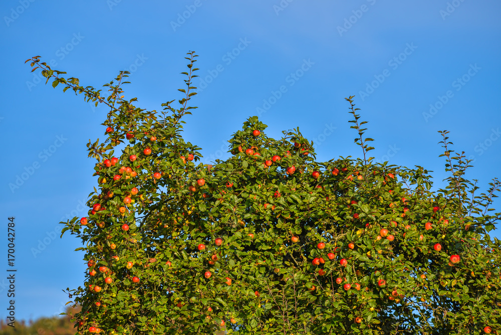 Apfel rot und reif am Baum