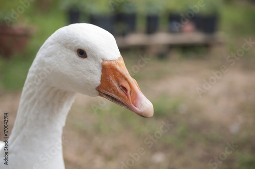 Goose