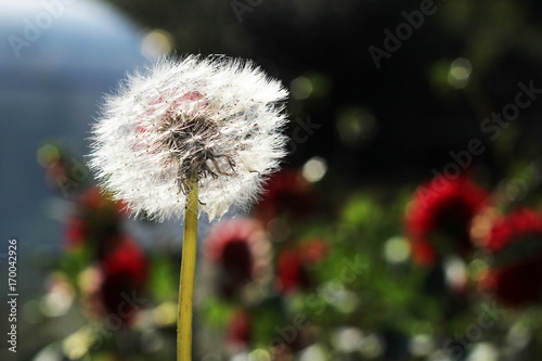 dandelion on a background of flower meadows
