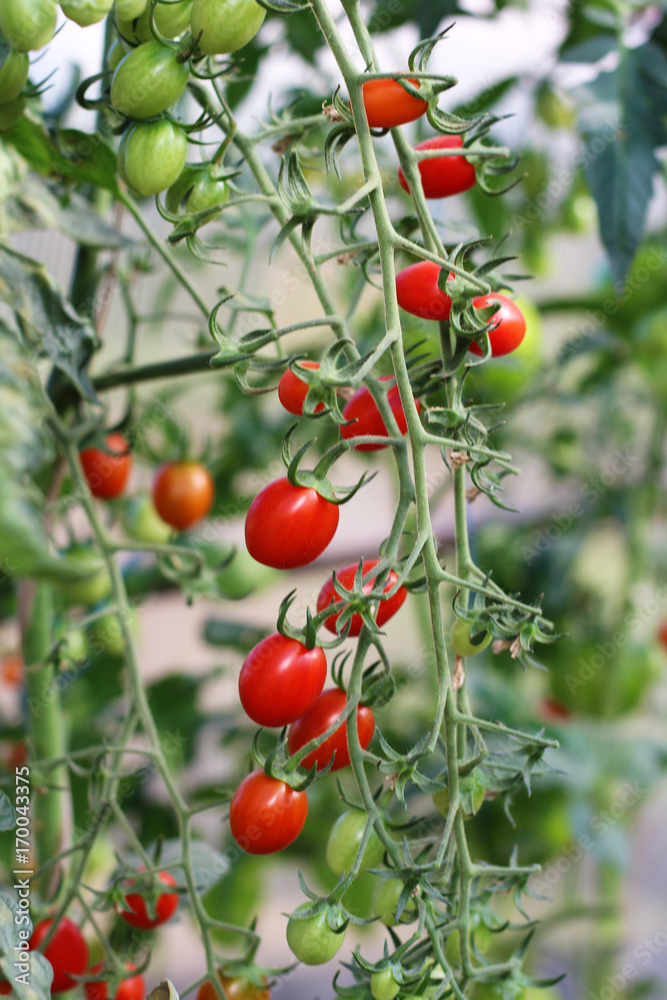 Tomatoes ripening in a greenhouse, small and red vegetables